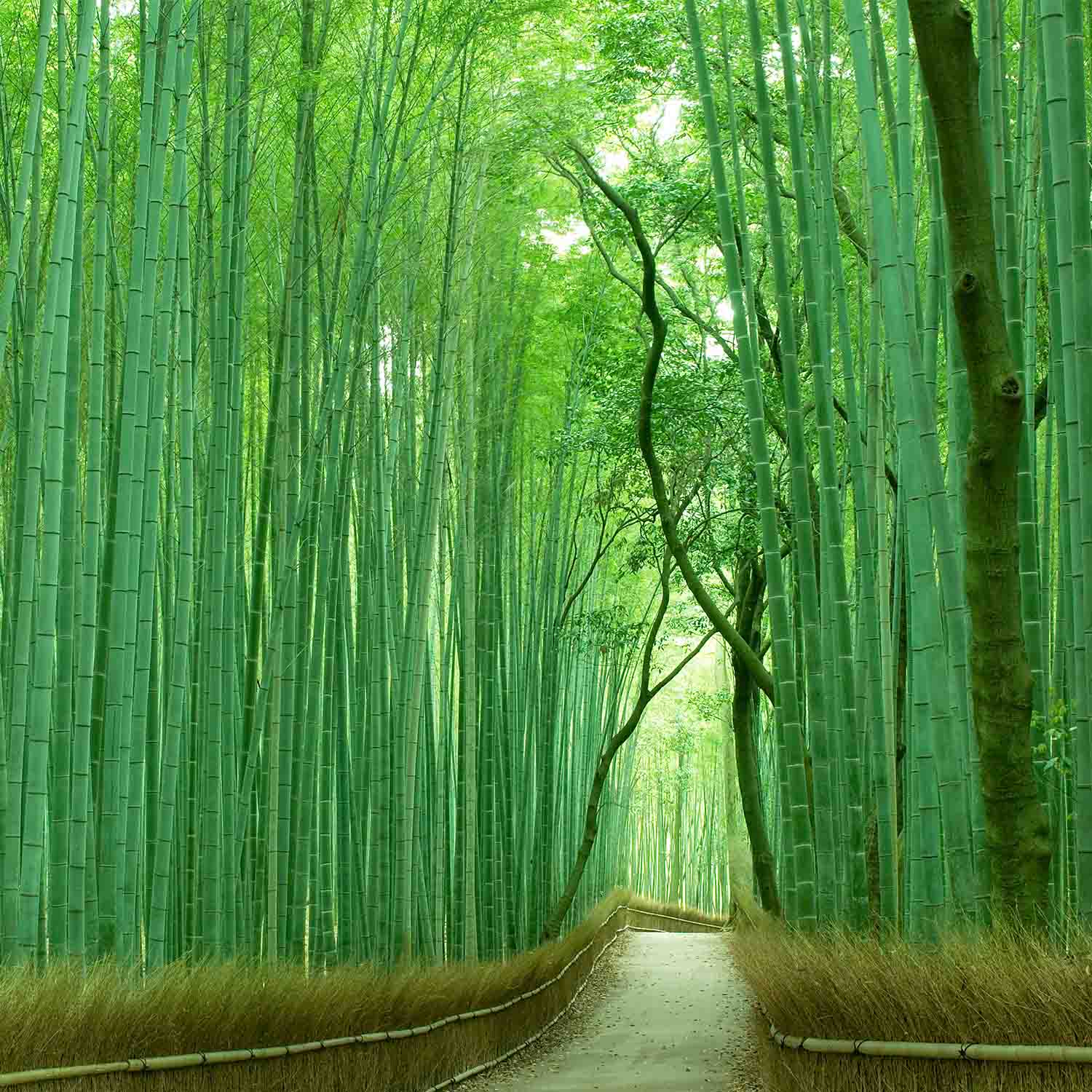 Sanshi Suimei Incense