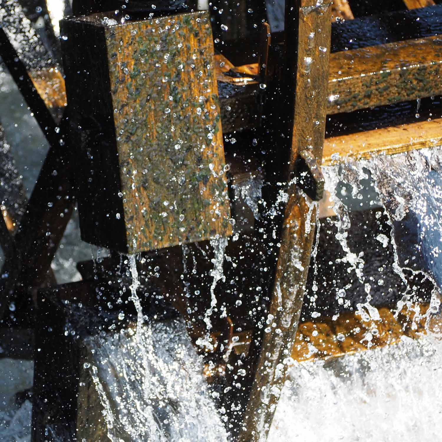 Japanese Cedar Tree Incense